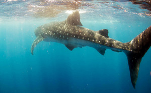 Whale Shark