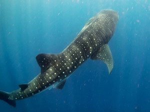 Belize Whale Shark