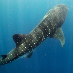 An Incredible Day – Swimming with Whale Sharks