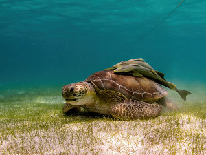 Sea Turtle with Remoras