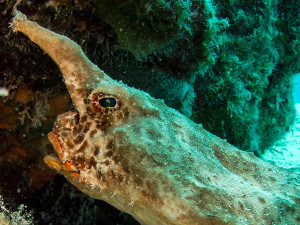 Batfish head