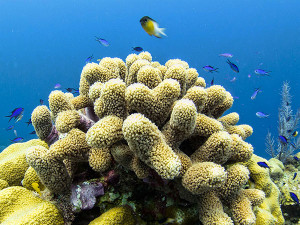 Belize Barrier Reef