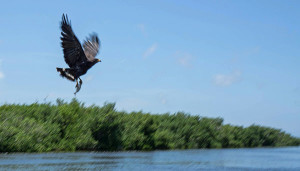 Hawk with a Fish