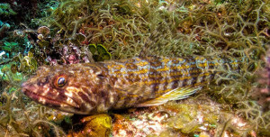 Blue Striped Lizardfish