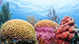 Brain Coral