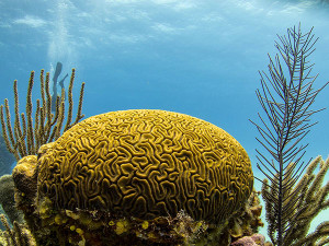Belize Coral Reef