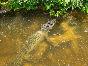 Ria Lagartos Crocodile