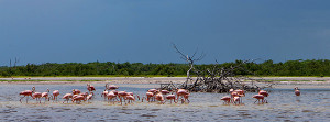 Rio Lagartos Flamingos