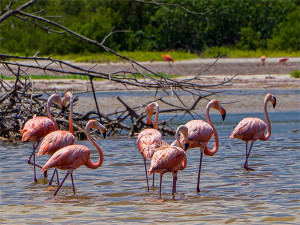 Ria Lagartos Flamingos