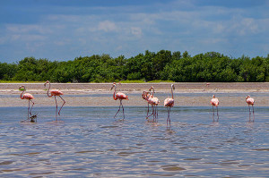 Pink Flamingos