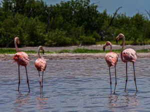 Rio Lagartos Flamingos