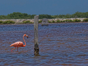 A Pink Flamingo