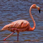 Rio Lagartos Lagoon – Flamingos, Crocs & Mud Baths