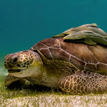 A Sea Turtle & Friends