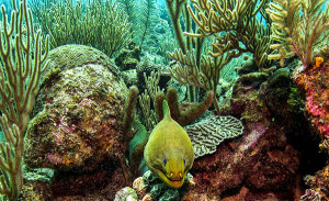 Green Moray