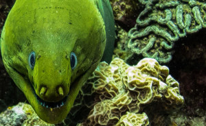 Green Moray Eel