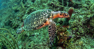 Hawksbill Sea Turtle