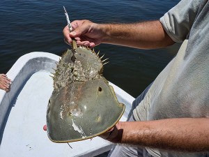 Horseshoe Crab