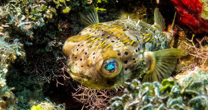 Porcupine Puffer Fish