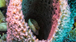 Sharpnose Puffer Fish