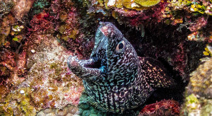 Spotted Moray Eel