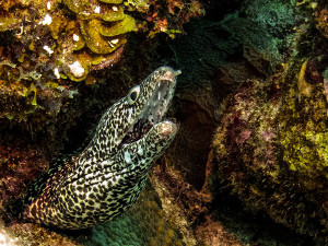 Spotted Moray Eel