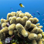 16 Underwater Photos – Diving the Belize Barrier Reef