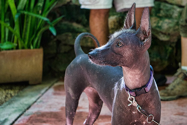 Xolo - Mexican Hairless Dog