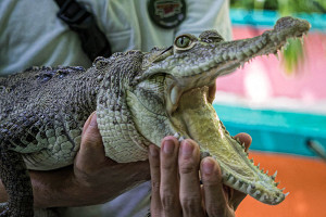 Open Crocodile Mouth