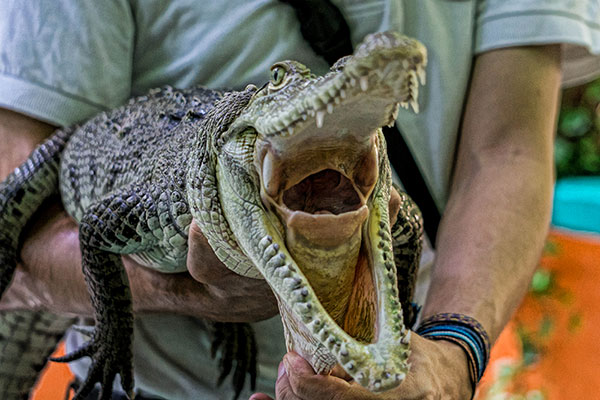 Open Crocodile Mouth