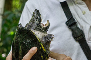 Snapping Turtle