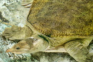 Softshell Turtle