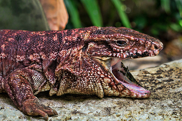 Red Tegu Lizard