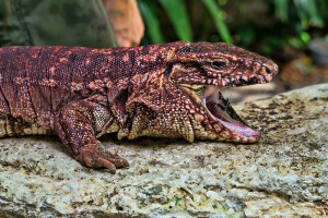 Red Tegu Lizard