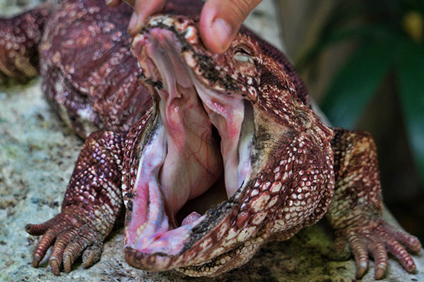 Tegu Lizard