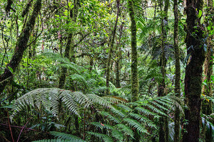 Biotopo del Quetzal
