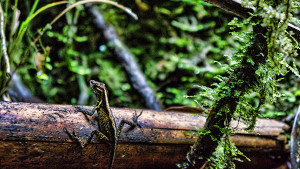Lizard