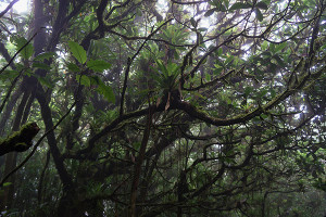 Mombacho Cloudforest - Nicaragua