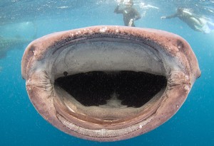 Whale Shark Open Mouth