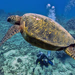 Scuba Diving Oahu, Hawaii Like A VIP