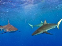 Galapagos Reef sharks