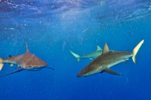 Galapagos Reef sharks