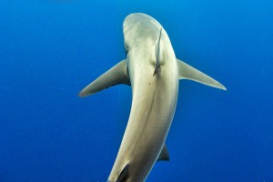 Galapagos Reef Shark Hawaii