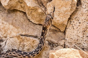 Gopher Snake