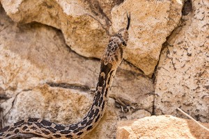 Gopher Snake at Grand Canyon