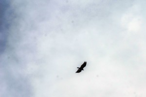 California Condor