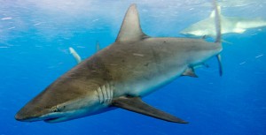 Hawaii Galapagos Shark