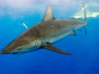 Hawaii Galapagos Shark