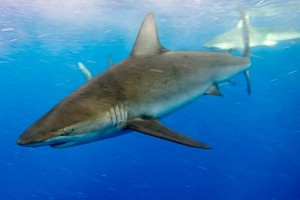 Hawaii Galapagos Shark