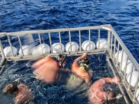 Hawaii Shark Cage